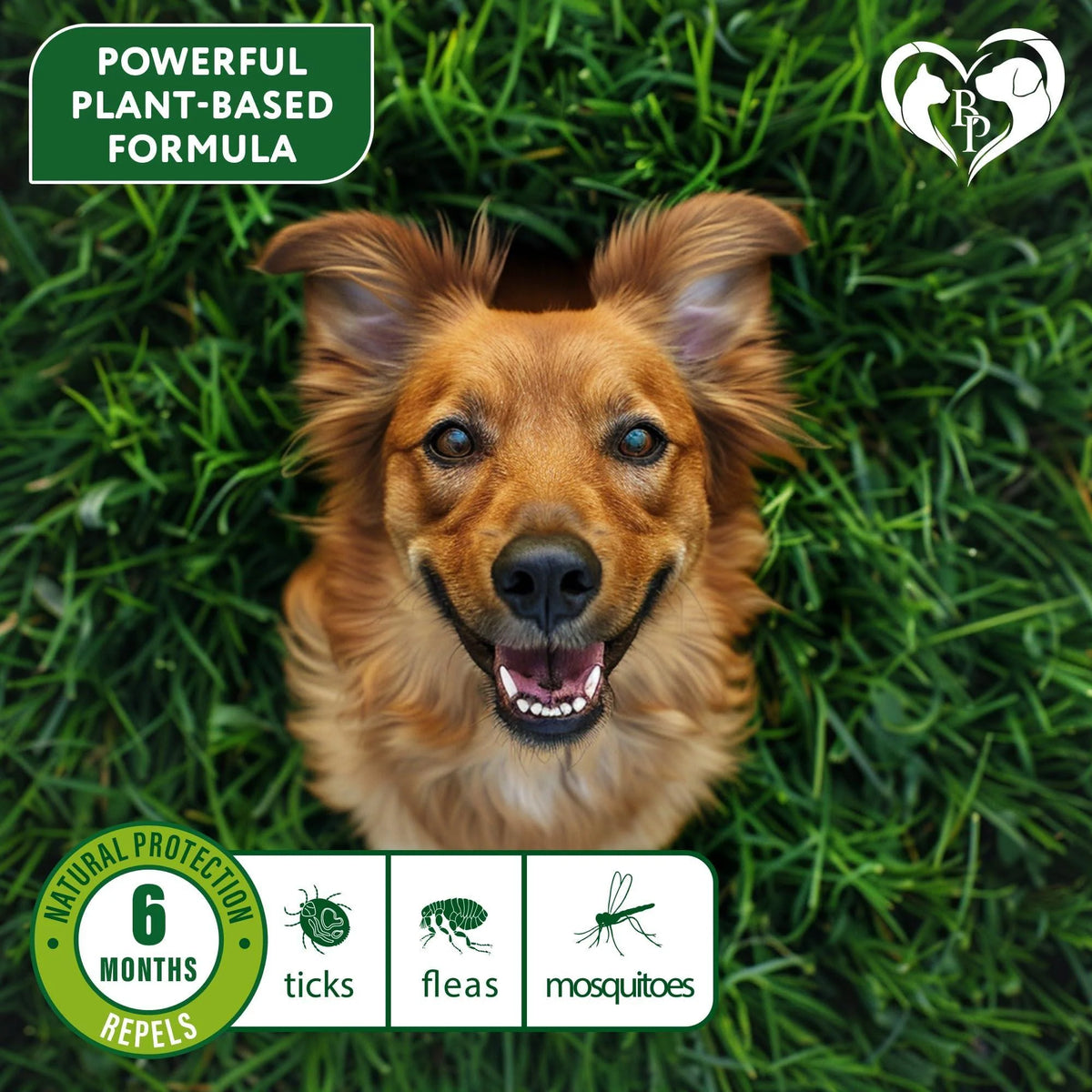 Flea & Tick Collar for Dogs 6-Month Protection Essential Oil Repellent 1 Pack