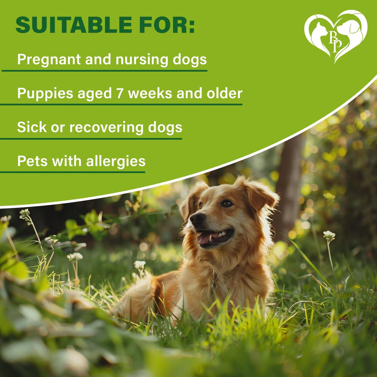 Flea & Tick Collar for Dogs 6-Month Protection Essential Oil Repellent 1 Pack